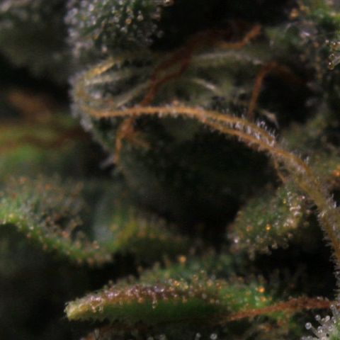 Amnesia Haze Auto growlog photo: Trichome View