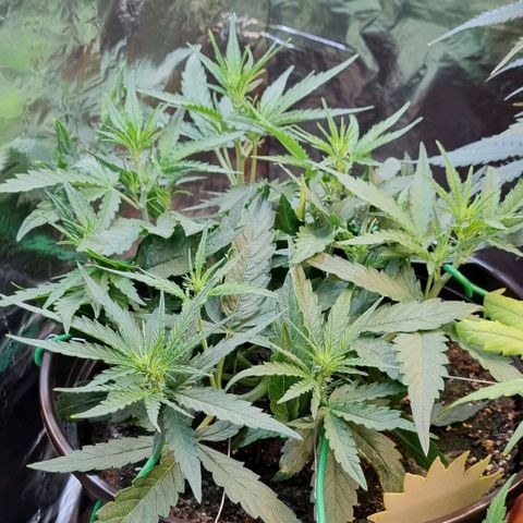 Medusa F1 Auto growlog photo: Blütephase gestartet