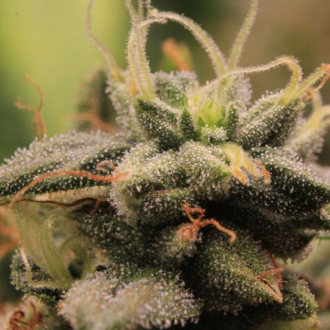 Amnesia Haze Auto growlog photo: Trichome View