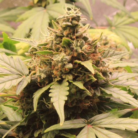 Amnesia Haze Auto growlog photo: Rdy for harvest...oh yes 😛🤗
