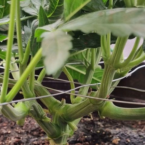 Medusa F1 Auto growlog photo: Umzug ins Zelt 