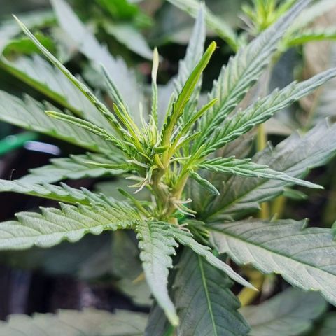 Medusa F1 Auto growlog photo: Blütephase gestartet