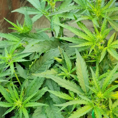 Medusa F1 Auto growlog timeline photo