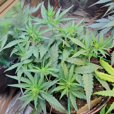 Medusa F1 Auto growlog photo: Blütephase gestartet