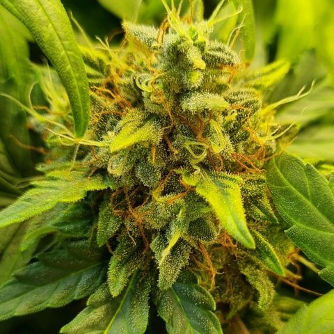 Amnesia Haze Auto growlog photo: Time for harvest? 🤔