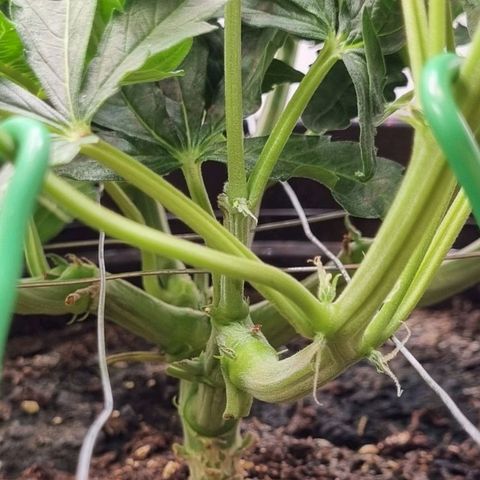 Medusa F1 Auto growlog photo: Umzug ins Zelt 