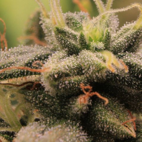 Amnesia Haze Auto growlog photo: Trichome View