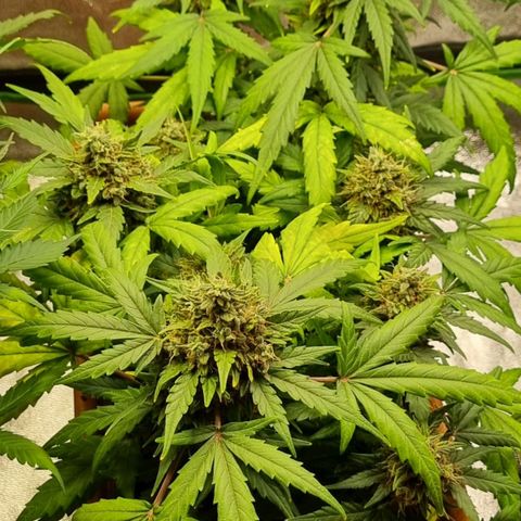 Amnesia Haze Auto growlog photo: Rdy for harvest...oh yes 😛🤗