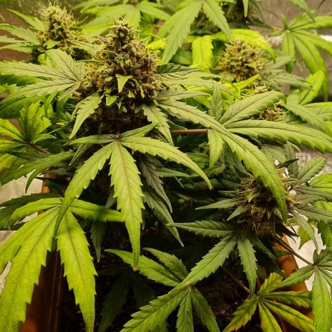 Amnesia Haze Auto growlog photo: Rdy for harvest...oh yes 😛🤗
