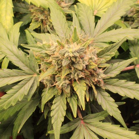 Amnesia Haze Auto growlog photo: Rdy for harvest...oh yes 😛🤗