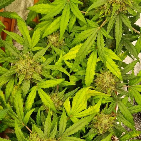 Amnesia Haze Auto growlog photo: Rdy for harvest...oh yes 😛🤗