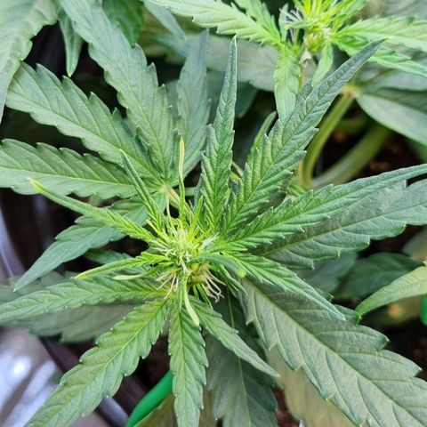 Medusa F1 Auto growlog photo: Blütephase gestartet