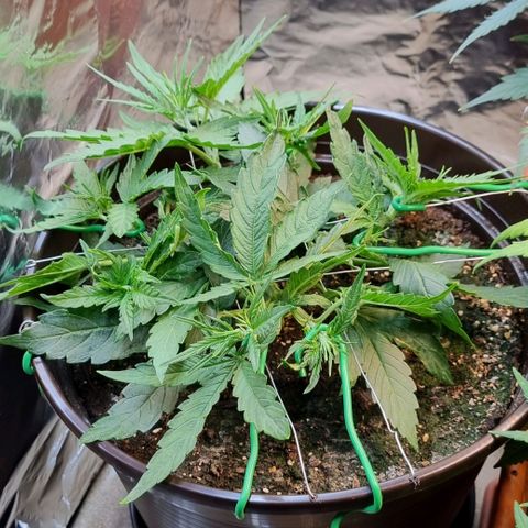 Medusa F1 Auto growlog timeline photo