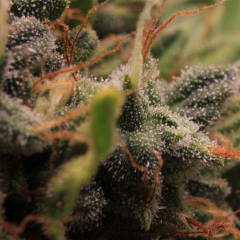 Amnesia Haze Auto growlog photo: Trichome View