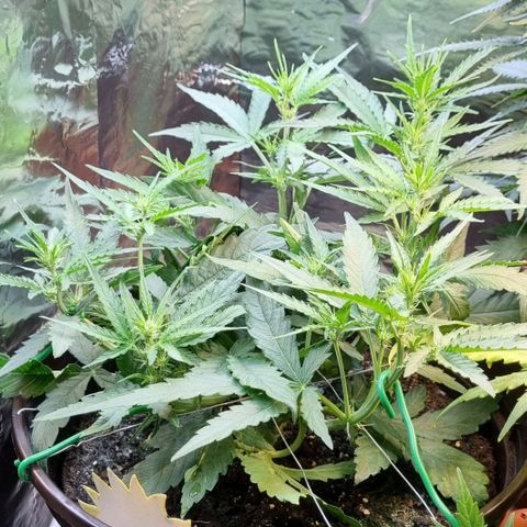 Medusa F1 Auto growlog timeline photo