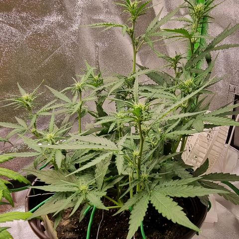 Medusa F1 Auto growlog photo: Umzug ins Zelt 