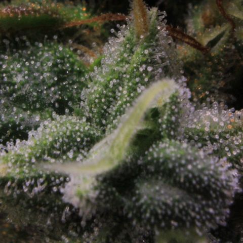 Amnesia Haze Auto growlog photo: Trichome View