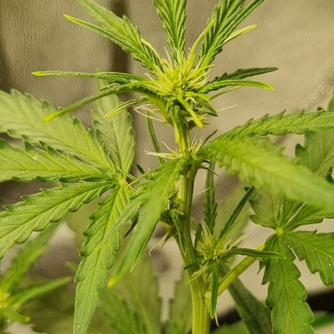 Medusa F1 Auto growlog photo: Umzug ins Zelt 