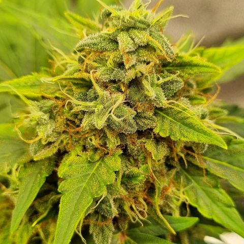 Amnesia Haze Auto growlog photo: Rdy for harvest...oh yes 😛🤗