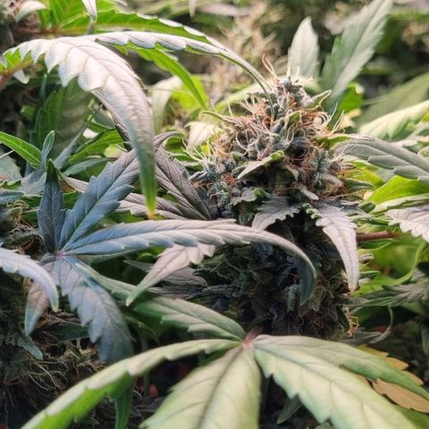 Amnesia Haze Auto growlog photo: Time for harvest? 🤔