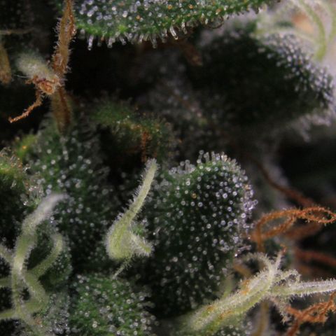 Amnesia Haze Auto growlog photo: Trichome View