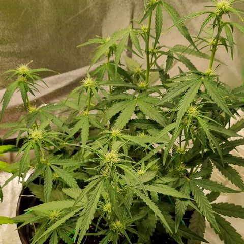 Medusa F1 Auto growlog timeline photo