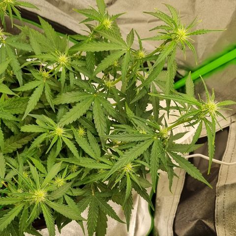 Medusa F1 Auto growlog timeline photo