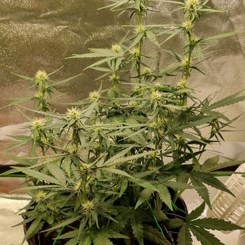 Medusa F1 Auto growlog timeline photo