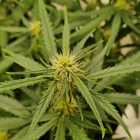 Medusa F1 Auto growlog timeline photo