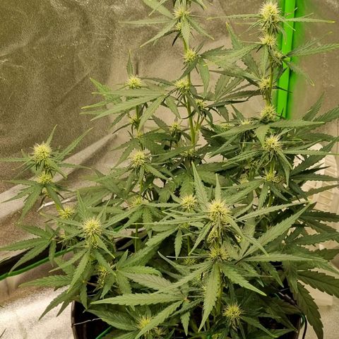 Medusa F1 Auto growlog timeline photo
