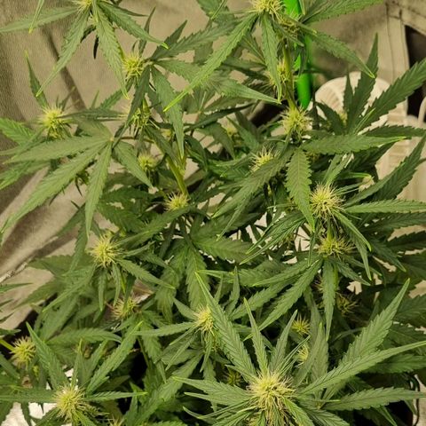 Medusa F1 Auto growlog timeline photo