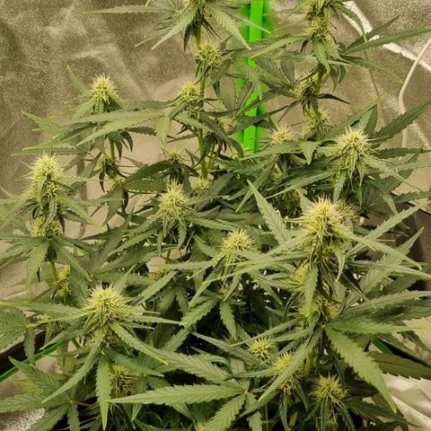 Medusa F1 Auto growlog timeline photo