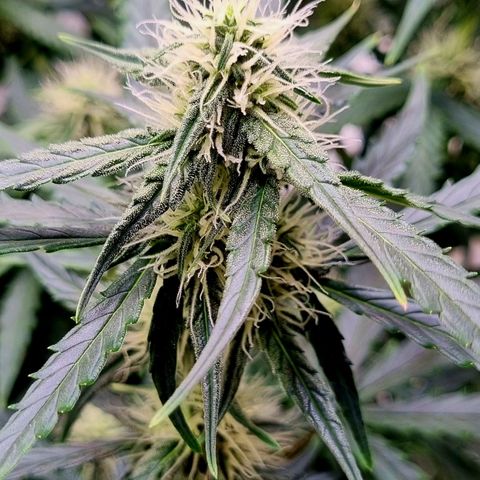 Medusa F1 Auto growlog timeline photo