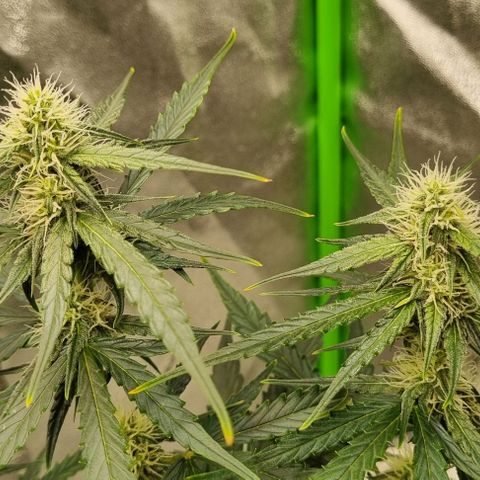 Medusa F1 Auto growlog timeline photo