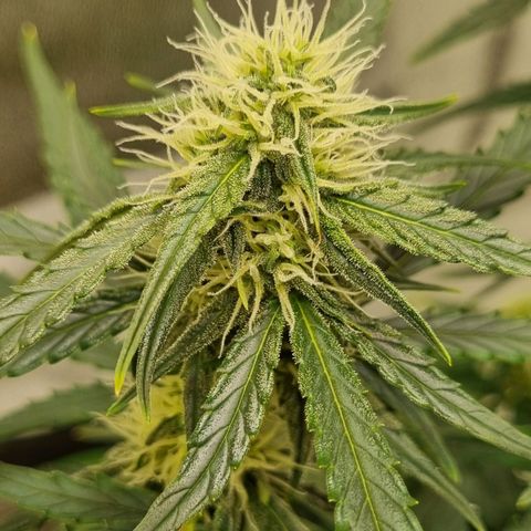 Medusa F1 Auto growlog timeline photo