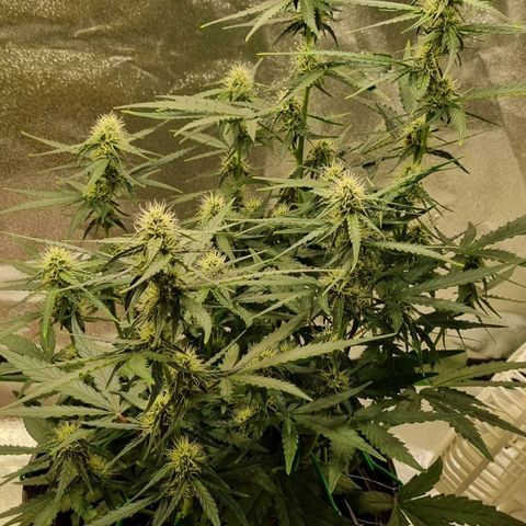 Medusa F1 Auto growlog timeline photo