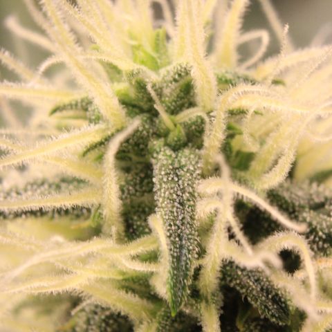 Medusa F1 Auto growlog photo: Trichome Check 😉
In 3rd week!! 😳😱🥰
