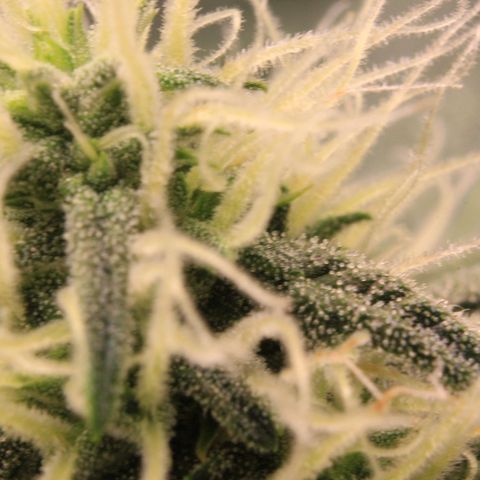 Medusa F1 Auto growlog photo: Trichome Check 😉
In 3rd week!! 😳😱🥰