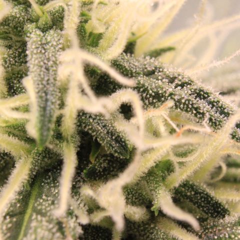 Medusa F1 Auto growlog photo: Trichome Check 😉
In 3rd week!! 😳😱🥰