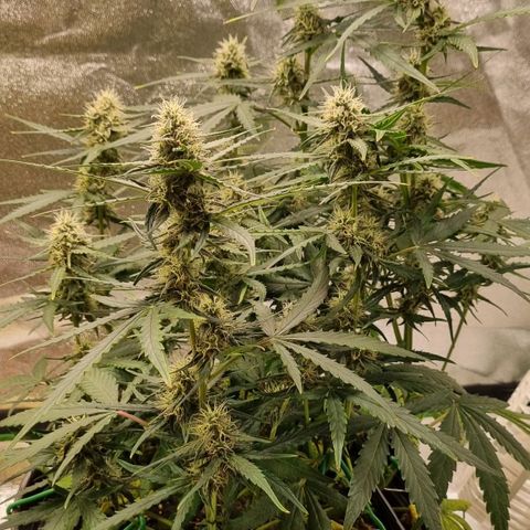 Medusa F1 Auto growlog timeline photo