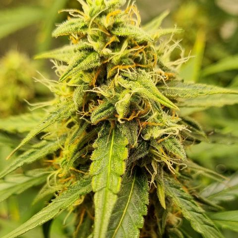 Medusa F1 Auto growlog timeline photo