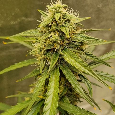 Medusa F1 Auto growlog timeline photo