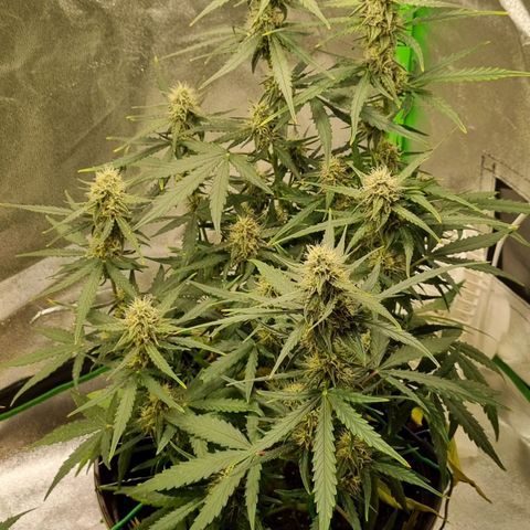 Medusa F1 Auto growlog timeline photo
