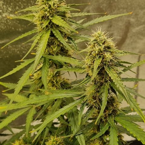 Medusa F1 Auto growlog timeline photo