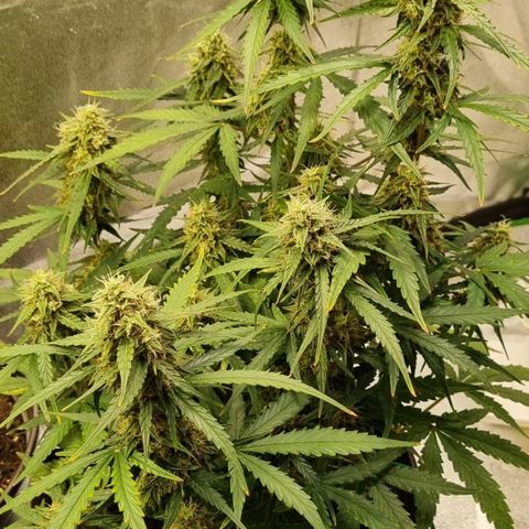 Medusa F1 Auto growlog timeline photo
