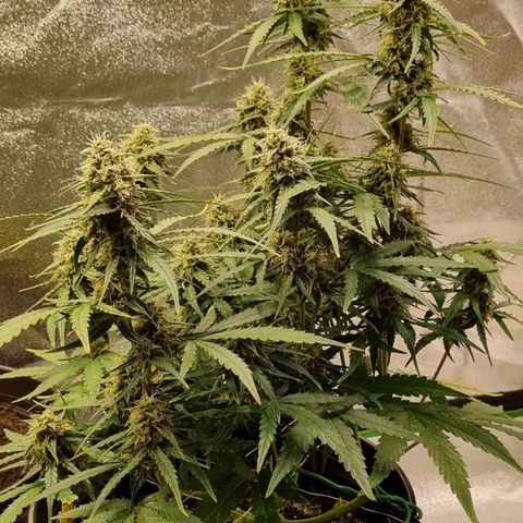Medusa F1 Auto growlog timeline photo