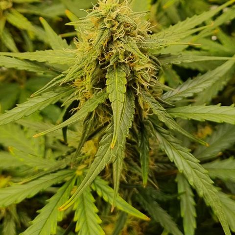 Medusa F1 Auto growlog timeline photo
