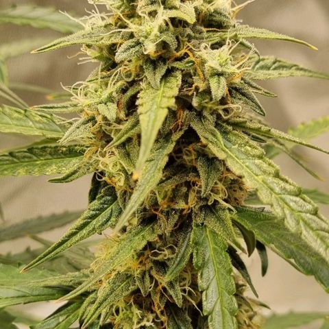 Medusa F1 Auto growlog timeline photo