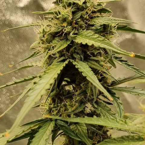 Medusa F1 Auto growlog timeline photo