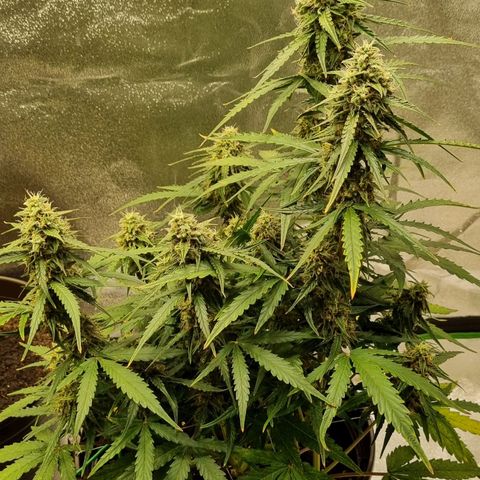 Medusa F1 Auto growlog timeline photo